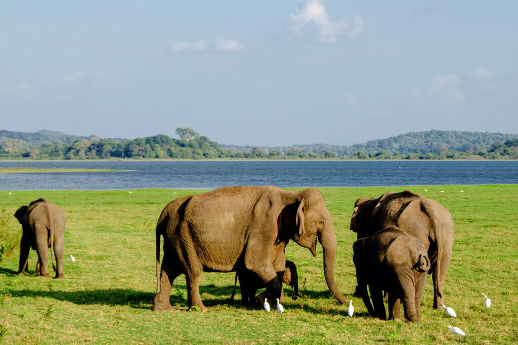 Minneriya National Park